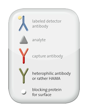 illustration anti-idiotypic antibodies