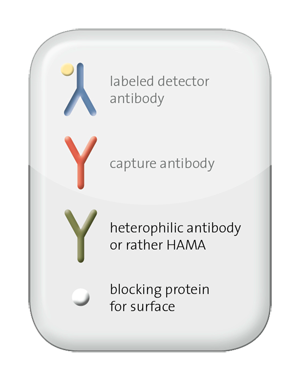 illustration heterophilic antibodies